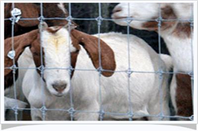 休寧縣草原圍欄網